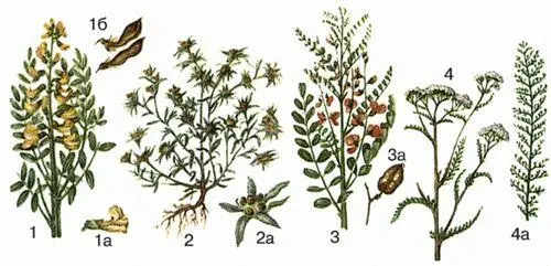 1 софора толстоплодная 1а цветок 2 сушеница топяная 2а корзинки с - фото 172