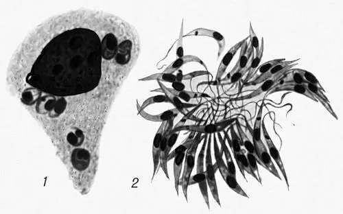 Leishmania donovani 1 паразиты в лейкоците из периферической крови человека - фото 160