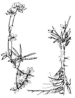 Лядвенец рогатый верхняя слева и нижняя части растения Лядник Лядник - фото 4