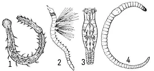 Малощетинковые черви 1 Aeolosoma hemprichi цепочка особей образовавшаяся в - фото 468