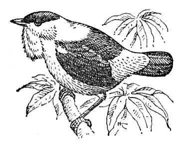 Манакин Manacus manacus Манама Манамастолица и главный экономический - фото 538