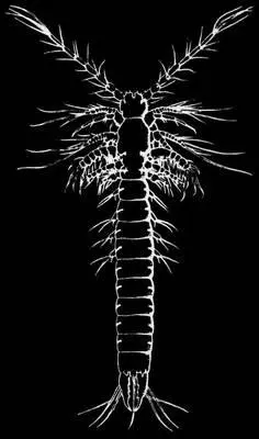 Мистакокарида Derocheilocaris remanei Мистассини МистассиниMistassini - фото 303