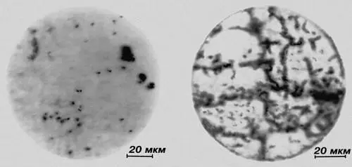 Рис 9 Микрофотографии нетравленого шлифа металла снятые металлографическим - фото 77