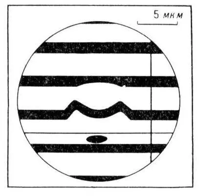 Рис 7 Микрофотография эритроцита человека в монохроматическом свете с l - фото 79