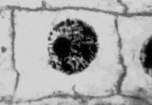 Рис 2 9 Митоз в меристематических клетках корешка лука микрофотография - фото 321