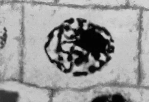 Рис 2 6 Митоз в меристематических клетках корешка лука микрофотография - фото 322