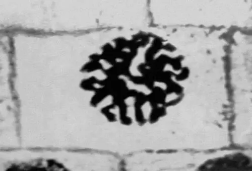 Рис 2 3 Митоз в меристематических клетках корешка лука микрофотография - фото 324
