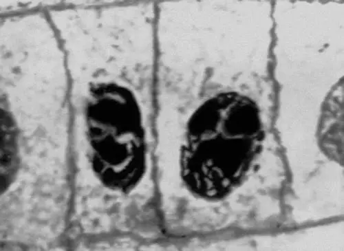 Рис 2 1 Митоз в меристематических клетках корешка лука микрофотография - фото 325