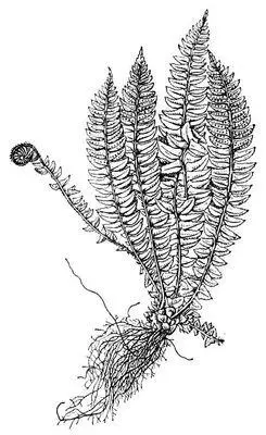 Многорядник копьевидный Polystichum lonchitis Многосвязная область - фото 45