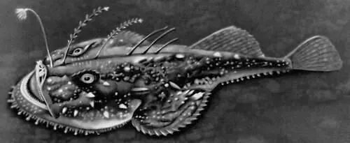 Обыкновенный морской чёрт Морские щуки Морские щукисфирены барракуды - фото 489