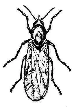Мокрец Culicoides pulicarius Мокрица Мокрицазвездчатка средняя Stellaria - фото 101
