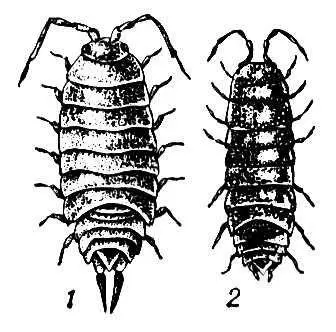 Мокрицы 1 Hemilepistus elegans 2 Protracheoniscus orientalis Мокрота - фото 102