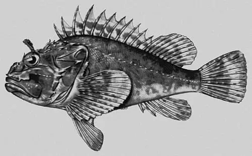 Морской ёрш Scorpaena norcus Морские жёлуди Морские - фото 471