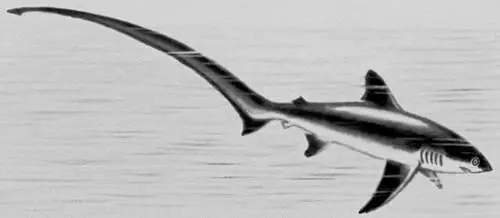 Обыкновенная морская лисица Морские лисички Морские лисичкиAgonidae - фото 476