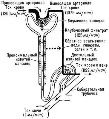 Схема иллюстрирующая движение жидкости во всех канальцах почки Мочеполовая - фото 684
