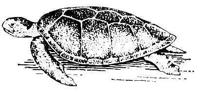 Зелёная черепаха Морские черти Морские чертиLophiidae семейство рыб - фото 488