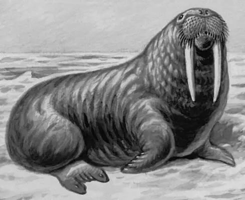 Рис к ст Морж Моржовец Моржовецостров в Белом море у входа в Мезенскую - фото 443
