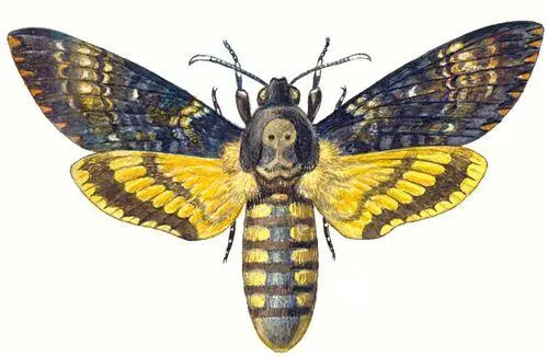 Бабочки Бражник мертвая голова Manduca atropos Юж и Ср Европа - фото 418