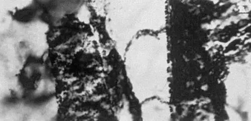 Рис 4б Микроструктура сплава на основе молибдена наблюдаемая с помощью - фото 432
