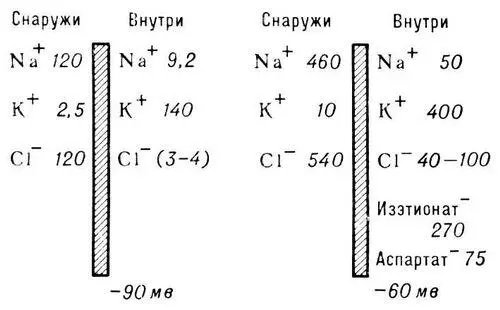 Рис 1 Концентрации основных электролитов в ммоль л и разности - фото 313