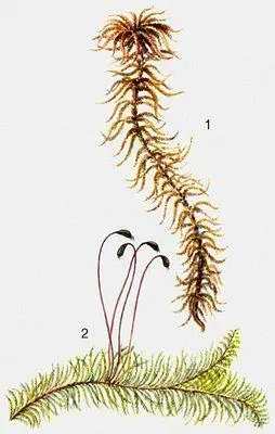 Листостебельные мхи 1 Sphagnum fuxum 2 Ptilium cristacastrensis - фото 2