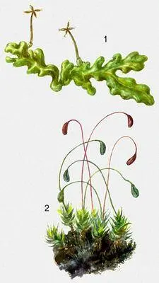 Печёночные мхи 1 Riccardia pinguis Листостебельные мхи 2 Funaria - фото 5