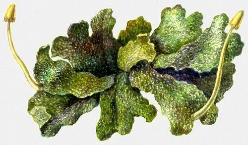 Печёночные мхи Conocephalum conicum Мхитар Гош Мхитар Гош1120 - фото 6
