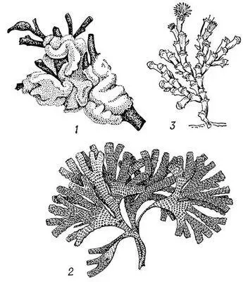 Рис 1 Мшанки 1 Flustrella hispida 2 Dendrobeania flustroides 3 - фото 1