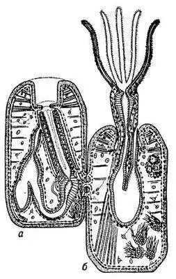 Рис 2 Схема двух зооидов а со втянутым полипидом б с высунувшимся - фото 2