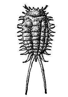 Червец Комстока вредитель шелковицы Мучной клещ Мучной клещTyroglyphus - фото 147