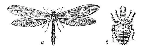 Муравьиный лев Myrmeleon formicarius взрослое насекомое а и личинка б - фото 94