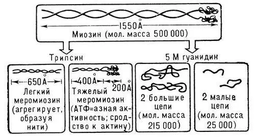 Рис 1 Структура молекулы миозина Молекула состоит из 2 больших и 2 малых - фото 10