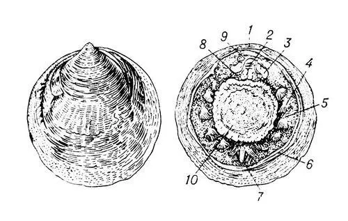 Глубоководный моллюск Neopilina galatheae со спинной стороны а и с брюшной - фото 170