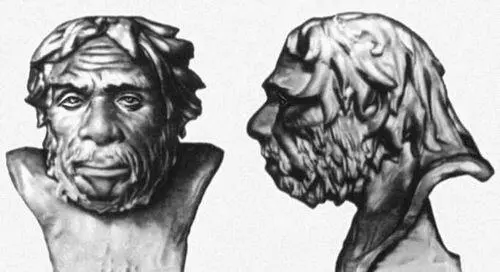 Неандерталец фас и профиль Реконструкция М М Герасимова 1948 - фото 2