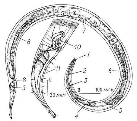 Рис 1 Строение свободноживущей нематоды Axonolaimus paraspinosus А общий - фото 146