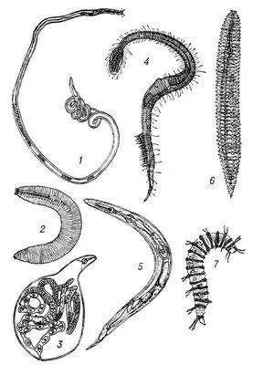 Рис 2 Нематоды 1 Ascolaimas elongatus 2 Criconemoides limitaneum 3 - фото 147