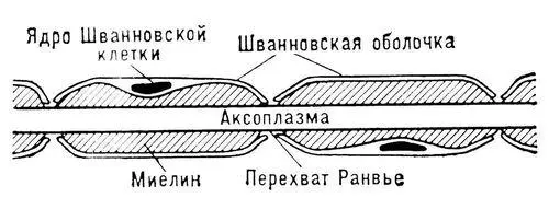 Рис к ст Нервные волокна Нервные окончания Нервные окончаниятерминали - фото 303