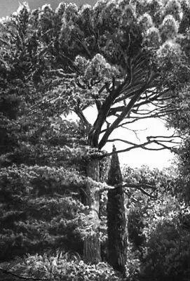 Никитский ботанический сад Сосна итальянская Pinus pinea и кипарис - фото 189