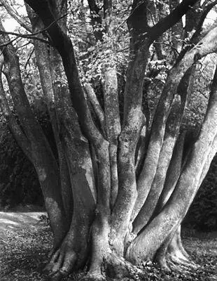 Никитский ботанический сад Дзельква граболистная Zelkova carpinifolea - фото 192