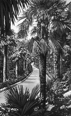 Никитский ботанический сад Аллея из пальм Trachycarpus fortunei родина - фото 195
