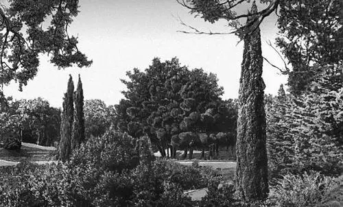 Никитский ботанический сад Сосна Станкевича Pinus stankeviczii в новом парке - фото 196
