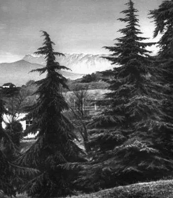 Никитский ботанический сад Группа кедров гималайских Cedrus deodara родина - фото 198