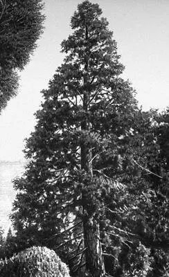Никитский ботанический сад Секвойядендрон Sequoiadendron giganteum родина - фото 199