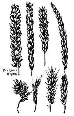 Колосья некоторых нуллисомиков пшеницы Triticum aestivum Изменения формы - фото 11