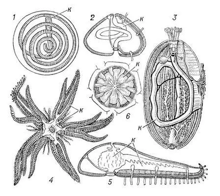 Рис 4 Типы кишечника к иглокожих трубковидный кишечник морской лилии 1 - фото 2