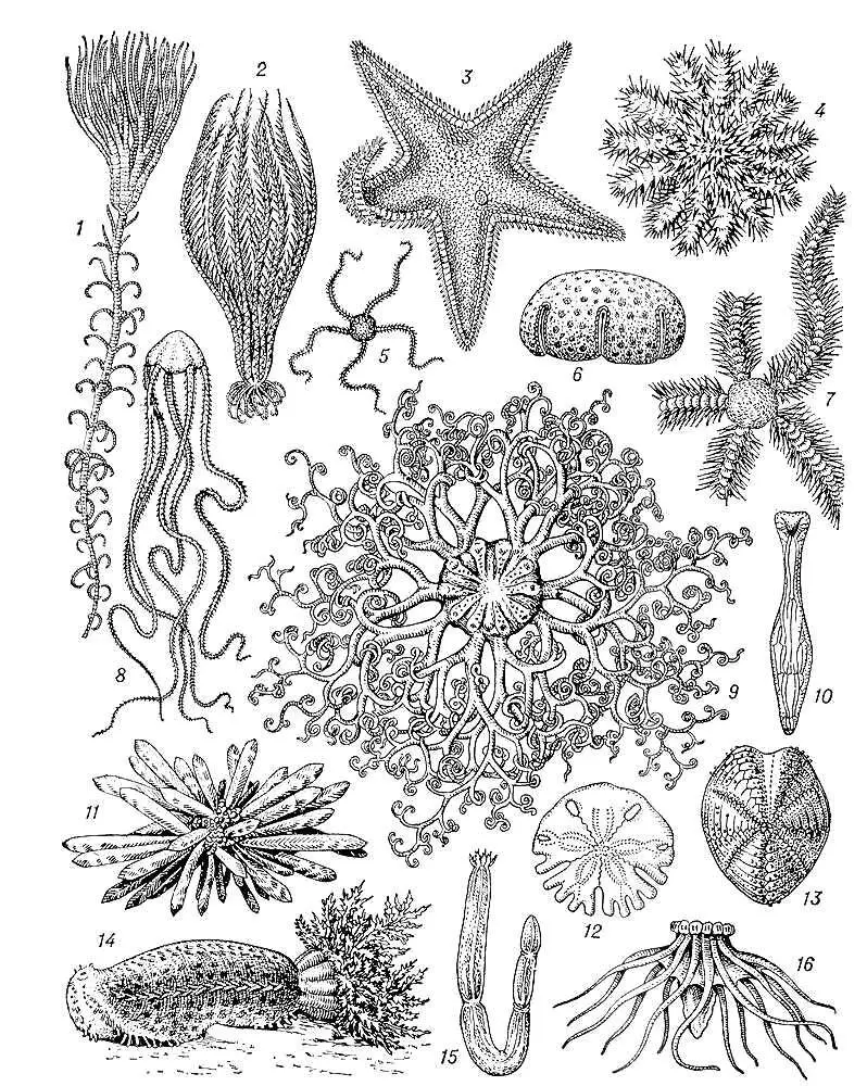 Рис 1 Современные иглокожие Морские лилии 1 Metacrinus rotundus 2 - фото 3