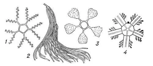 Рис 5 Половая система иглокожих 1 морской лилии 2 голотурии 3 - фото 4