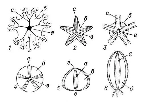 Рис 2 Схемы наружного строения различных иглокожих 1 морской лилии 2 - фото 6