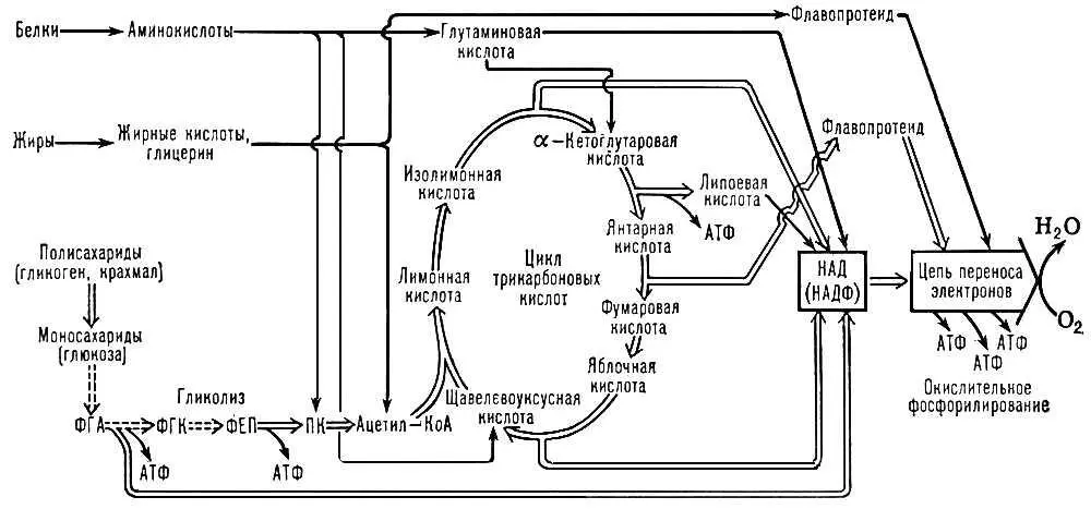 Пути образования АТФ при хемоорганотрофном типе энергетического обмена ФГА - фото 65