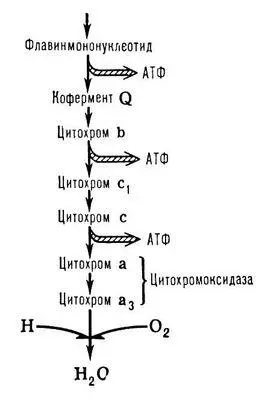Упрощённая схема цепи дыхательных ферментов локализованных в митохондриях - фото 66